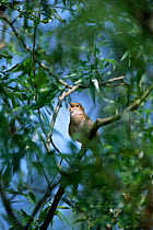 Adult male Nightingale singing {Luscinia megarhynchos} Cambridgeshire, England, UK.