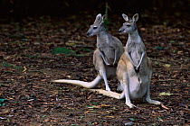 Two Antilopine kangaroos {Macropus antilopinus} captive