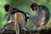 Capped langurs grooming {Presbytis pileata} captive