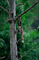 Juvenile White handed gibbon haning / climbing in tree {Hylobates lar} captive