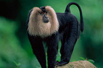 Lion tail macaque male {Macaca silenus} captive