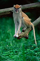 Patas monkey {Erythrocebus patas} captive