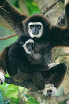White handed gibbon (Hylobates lar) with young, captive