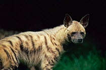 Striped hyaena {Hyaena hyaena} captive