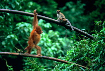 Orang utan juvenile {Pongo abelii} with Long tailed macaques. Indonesia, Gunang Leuser NP, Indonesia
