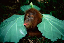 Playful young Sumatran Orang utan under leaf shelter {Pongo abelii} Gunung Leuser NP, Sumatra, Indonesia
