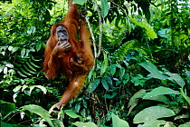 Orang utan with young {Pongo pygmaeus}  Gunang Leuser NP, Indonesia