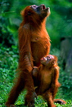 Orang utan and young catching rain with open mouth {Pongo abelii} Gunang Leuser NP, Indonesia