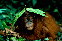Orang utan sheltering under leaf {Pongo abelii}  Gunang Leuser NP, Indonesia