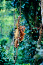 Baby Orang utan climbing liana {Pongo abelii}  Gunang Leuser NP, Indonesia