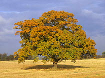 Oak Tree in field {Quercus robur} Derbyshire, UK, October, sequence 3/4