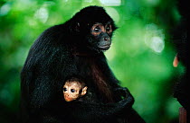 Spider monkey holding baby {Ateles fusciceps robustus} - captive