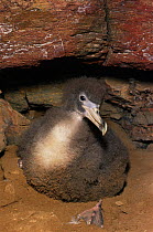 Cory's shearwater chick in nest {Calonectris diomedea} Murcia, Spain, Europe