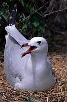 Audouin's gull on nest {Ichthyaetus audouinii} Columbretes Is, Spain, Europe