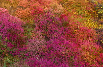Bell heather {Erica cinerea} and Cornish heath  {Erica vagans} Dorset, England, UK