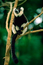 Black and white ruffed lemur {Varecia variegata variegata} Eastern rainforest, Madagascar