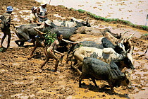 Betsileo tribesmen use Zebu cattle to plough rice paddy field. Madagascar