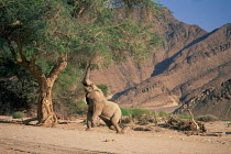African elephant {Loxodonta africana} feeding on Ana tree, Kaokaland, Namibia, Southern Africa