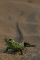 Sand lizard {Lacerta agilis} male in breeding colour, Ainsdale NNR, Lancashire, UK