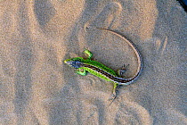 Sand lizard male in breeding colour {Lacerta agilis} Ainsdale NNR, Lancs, UK