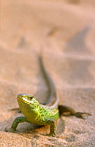 Male Sand lizard in breeding colour {Lacerta agilis} Ainsdale NNR, Lancashire, UK