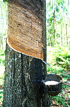 Collecting latex from Rubber tree {Hevea brasiliensis} Malawi, Southern Africa