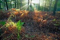 Rays of sunlight in Beech woodland, Brasschaat, Belgium