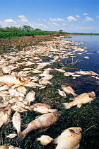 Dead fish at lake edge, suffocated by algal bloom from too many nutrients in water and not enough oxygen, Lake Trafford, Florida, USA