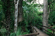 Raised wooden walkway through Cypress swamp in Fakahatchee strand, Florida, USA