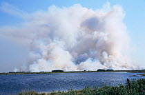 Smoke billowing up from fire in Everglades NP, Florida, USA