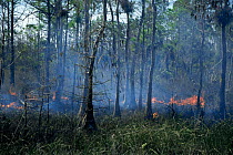 Controlled scrub burning for habitat management, Everglades NP, Florida, USA
