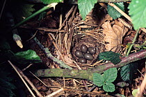 Nightingale {Luscinia megarhynchos} eggs in nest on woodland floor, Warwickshire, UK