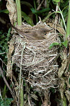 Reed warbler on nest {Acrocephalus scirpaceus} Worcestershire, UK