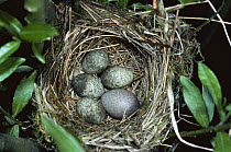 Reed warbler {Acrocephalus scirpaceus} nest with own eggs and European cuckoo egg (Cuculus canorus) Worcestershire, UK