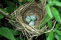 Marsh warbler nest with eggs {Acrocephalus palustris} Worcestershire, UK