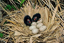 Coot nest with newly hatched chicks and eggs {Fulica atra} Worcestshire, UK