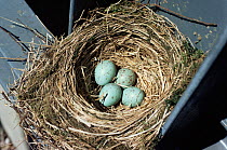 Mistle thrush nest with eggs {Turdus viscivorus} Warwickshire, UK