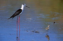 Black winged stilt with chick {Himatopus himantopus} Lesbos, Greece