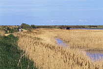 Birdwatchers and hide at freshwater lagoon and reedbed, Titchwell RSPB, Norfolk, UK