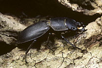 Lesser stag beetle on bark (Dorcus parallelopipedus) Milton, Cambridgeshire, UK