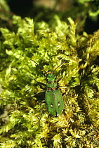 Green tiger beetle on moss (Cicindela campestris) Scotland, UK