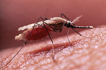 Mosquito {Anopheles gambiae} female sucking blood from human