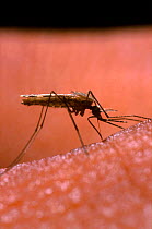 Mosquito {Anopheles gambiae} female sucking blood from human