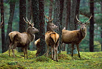 Red deer stags in woodland {Cercus elaphus}