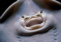 Underside of Thornback guitarfish {Platyrhinoidis triseriata} Pacific, CA, USA