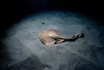 Thornback guitarfish on seabed {Platyrhinoidis triseriata} Pacific, Channel Is, California, USA, North America