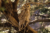 Spotted owl {Strix occidentalis} perched, Bee Canyon, Arizona, USA