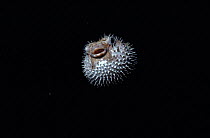 Black blotched porcupinefish inflated {Diodon liturosus} Palau Is, Micronesia