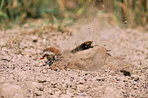 Red legged partridge dust bathing {Alectoris rufa} Worcestershire, UK