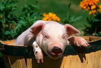 Domestic piglet in barrel {Sus scrofa domestica} Illinois, USA